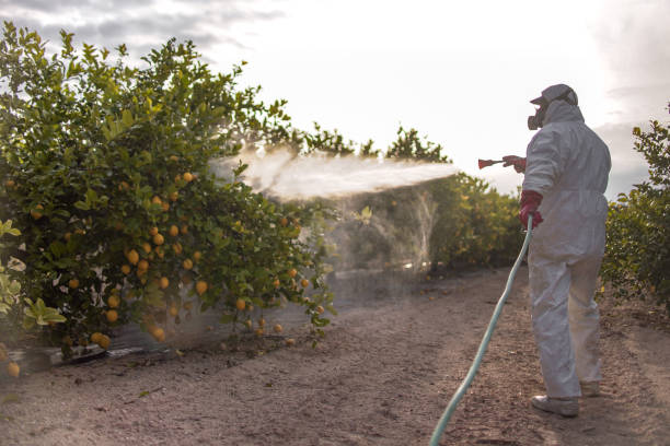 Reliable Lytle, TX Pest Control Solutions